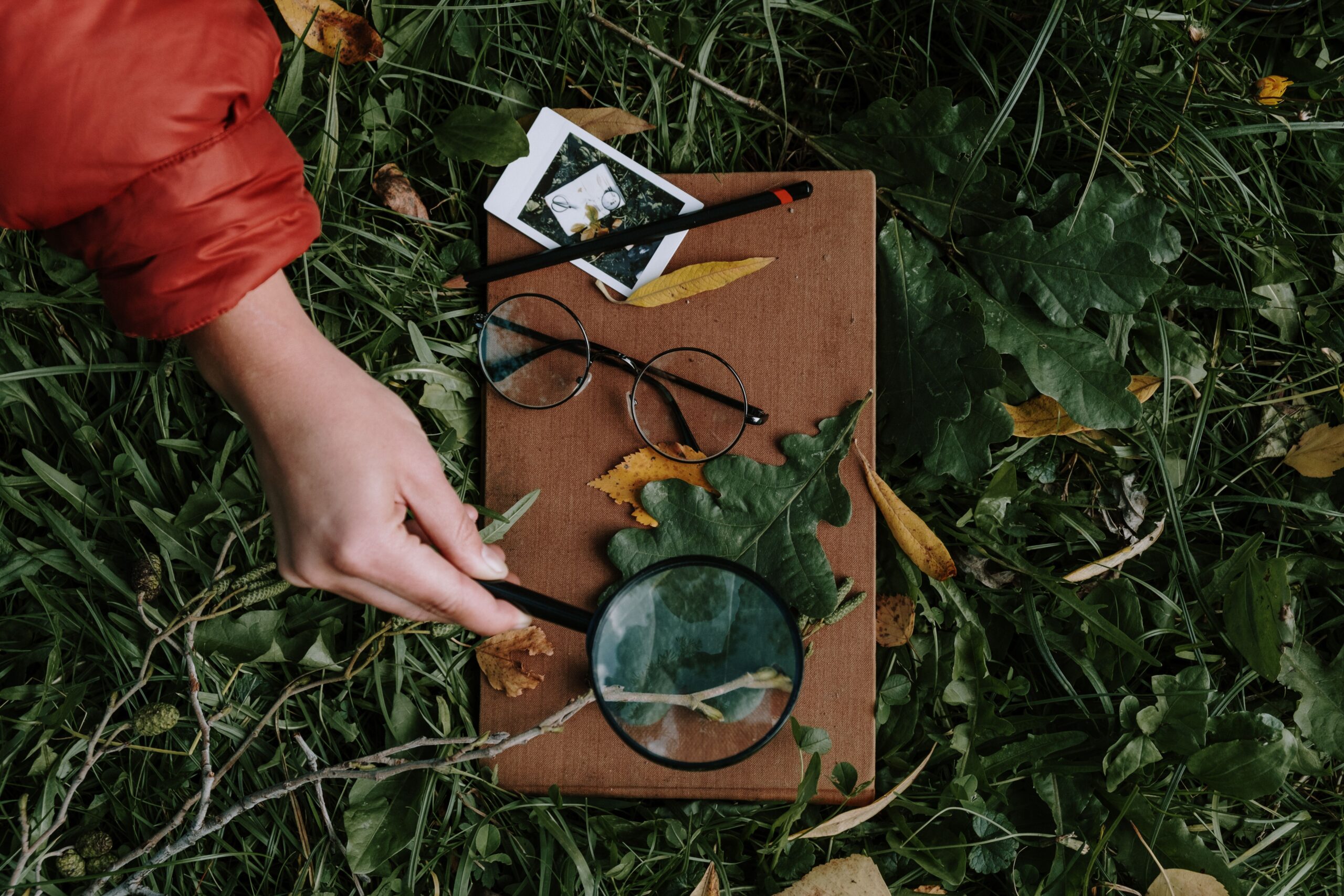Someone using a magnifier on a leaf